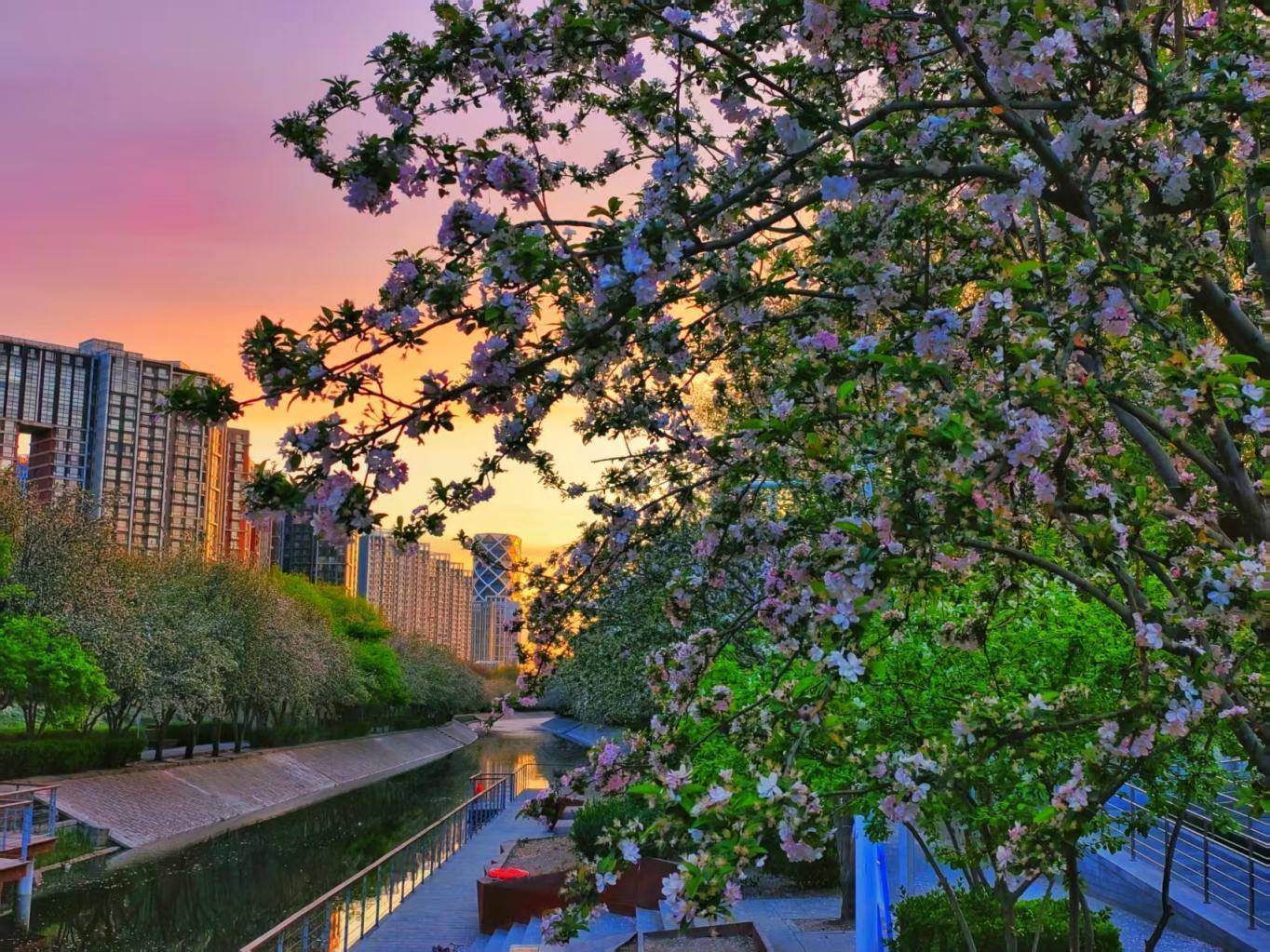 日出东方，霞光满天！今早，北京天空再现绚丽美景
